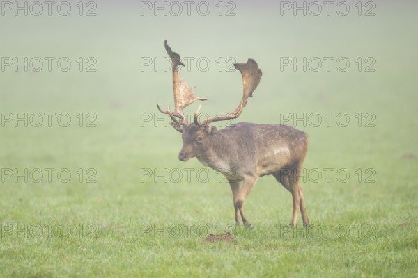 European fallow deer (dama dama) buck on a meadow on a foggy day in autumn, Bavaria, Germany