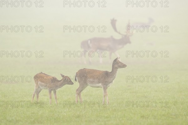 European fallow deer (dama dama) doe standing on a meadow on a foggy day in autumn, Bavaria, Germany