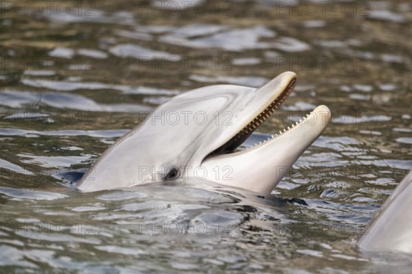 Common bottlenose dolphin (Tursiops truncatus), animal portrait, captive, Germany