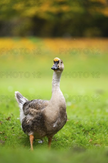 Domestic goose / swan goose (Anser cygnoides) standing on a meadow, Bavaria, Germany