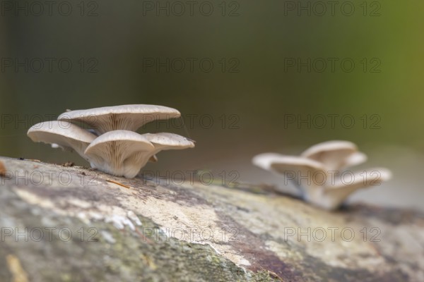 Oyster mushroom (Pleurotus ostreatus) growing an a European beech (Fagus sylvatica) tree trunk in a forest in autumn, Bavaria, Germany