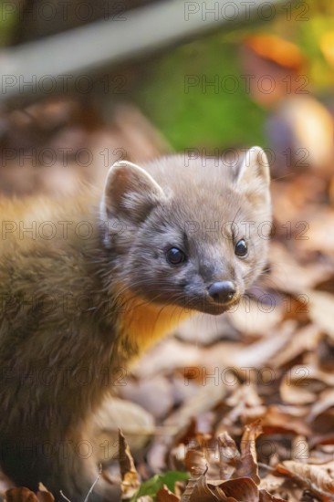 European pine marten (Martes martes) in a forest in autumn, Bavaria, Germany