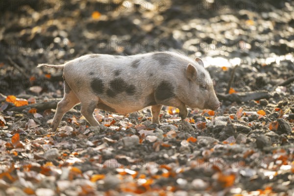 Vietnamese Pot-bellied pig in autumn, Bavaria, Germany