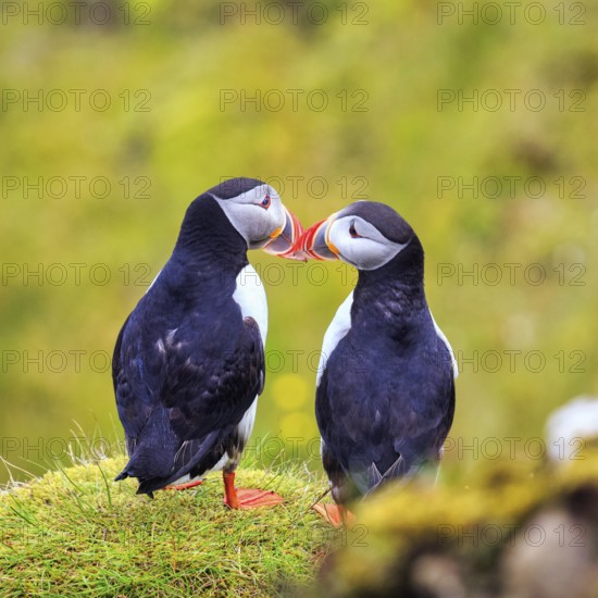Two puffins (Fratercula arctica) on a grassy bird cliff, Cape Dyrhólaey in summer, Dyrholaey, Vík í Mýrdal, Vik i Myrdal, Suðurland, Sudurland, Iceland