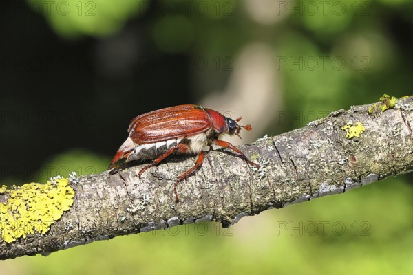 May beetle, wood cockchafer (Melolontha hippocastani), female, on a branch covered with lichen, close-up, Wilnsdorf, North Rhine-Westphalia, Germany