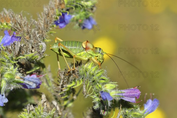 Steppe saddle grasshopper, steppe saddle grasshopper (Ephippiger ephippiger), male, on Viper's bugloss (Echium vulgare), with bokeh in the background, leafhoppers, long-fingered grasshoppers, Red List of Germany, specially protected species, critically endangered, Cochem, Moselle, Rhineland-Palatinate, Germany