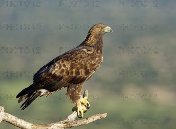 Golden eagle (Aquila chrysaetos) on a branch, Andalusia, Spain
