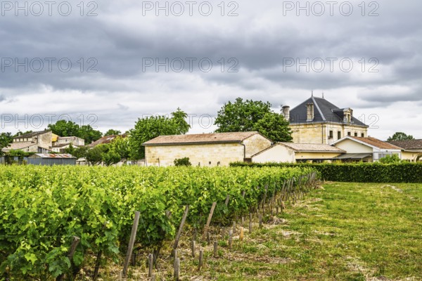 Vineyard of Chateau Pichon Longueville Baron Vineyard and grape fields around Pauillac, Bordeaux, Gironde, Nouvelle-Aquitaine, France