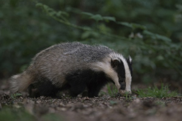 With its nose to the ground... European badger (Meles meles) foraging along a hedge in the twilight of late evening, native nature, Lower Rhine, Rhineland, North Rhine-Westphalia, Germany, Western Europe