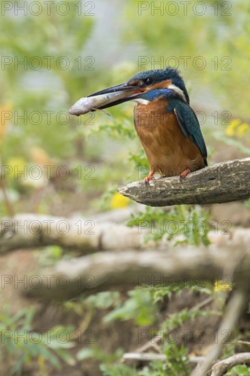 In the habitat... Kingfisher (Alcedo atthis), adult bird sitting with fish in its beak in natural surroundings on the bank wall, embankment of a watercourse, native nature, Lower Rhine, Rhineland, North Rhine-Westphalia, Germany, Western Europe