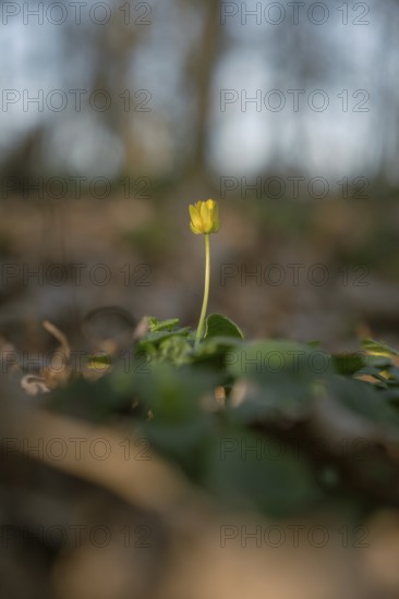 Nature photograph of lesser celandine (Ficaria verna) in spring, nature photo, flora, plant, flower, Schwarmstedt, Heidekreis, Lower Saxony, Germany