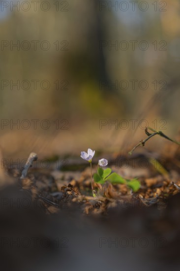 Nature photograph of wood sorrel (Oxalis acetosella) in spring, nature photo, flora, plant, flower, Klein Varlingen, Wendenborstel, Steimbke, district of Nienburg Weser