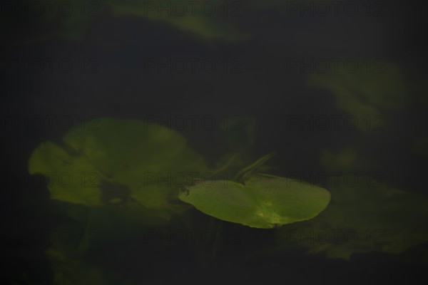 Nature photograph of a leaf of a water lily (Nymphaea) just below the water surface, nature photo, flora, plant, Steinhuder Meer, Mardorf, Neustadt am Rübenberge, Hanover Region, Lower Saxony, Germany