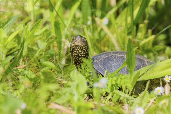 A European pond turtle (Emys orbicularis), makes its way through the green meadow next to the pond