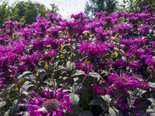 Golden balm, Indian nettle, scarlet monard (Monarda didyma)