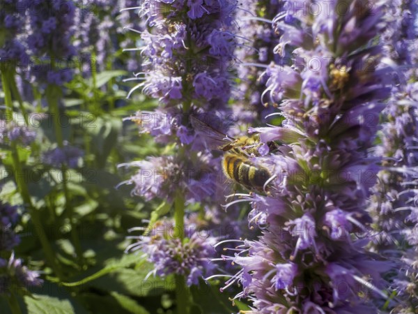Honey bee (Apis) sitting on scented nettle, aniseed scented nettle, aniseed hyssop, aniseed giant hyssop (Agastache foeniculum)