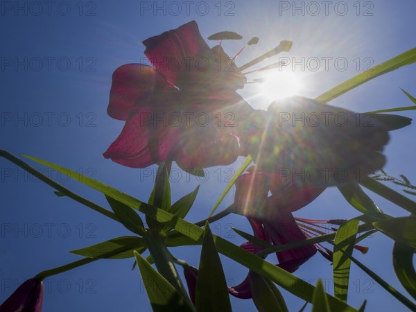 Purple lily (Lilium brownii var. viridulum), photographed from the frog's perspective