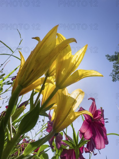 Yellow lily (Lilium cultorum) and purple lily (Lilium brownii var. viridulum), against a blue sky, photographed from a frog's perspective