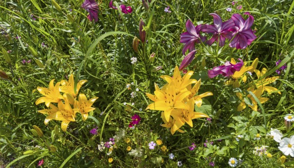Yellow lily (Lilium cultorum) and purple lily (Lilium brownii var. viridulum)