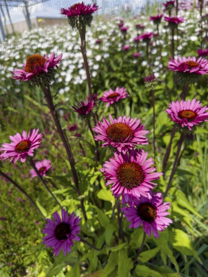 Purple coneflower, red coneflower, purple conehead, purple coneflower (Echinacea purpurea)