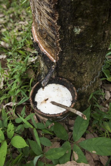 Rubber tree, rubber, Khao Sok National Park, Phang Nga, Surat Thani, Thailand