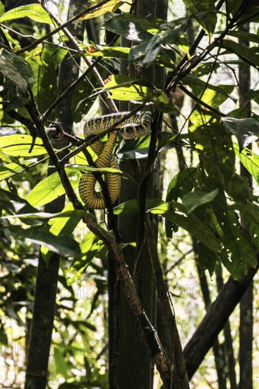 Jungle and rainforest with snake, Khao Sok National Park, Phang Nga, Surat Thani, Thailand