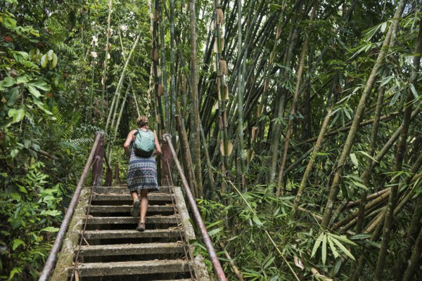Jungle with giant bamboo, Khao Sok National Park, Phang Nga, Surat Thani, Thailand