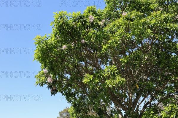 Calodendrum capense, Cape chestnut, Calodendrum tree, flower, flowering, Kirstenbosch Botanical Gardens, Cape Town, South Africa