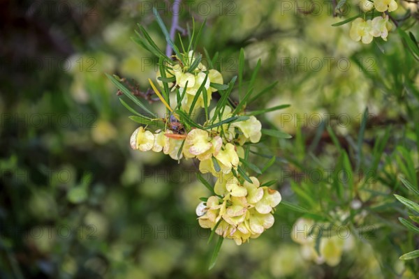 Dodonaea thunbergiana, tree, flowering, flowers, plant, Karoo Desert Botanic Garden, Worcester, Western Cape, South Africa