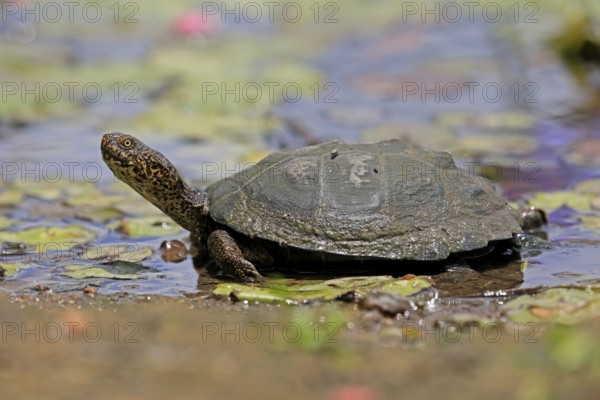 Pan Hinged Terrapin (Pelusios subniger), adult, in water, Kruger, Kruger National Park, South Africa