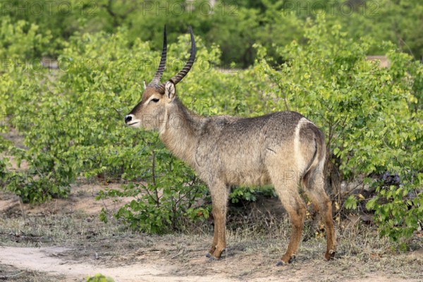 Ellipse waterbuck (Kobus ellipsiprymnus), adult, male, foraging, vigilant, Kruger, Kruger National Park, South Africa