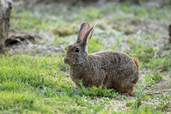 Bush hare (Lepus saxatilis), adult, foraging, alert, Montain Zebra National Park, Eastern Cape, South Africa