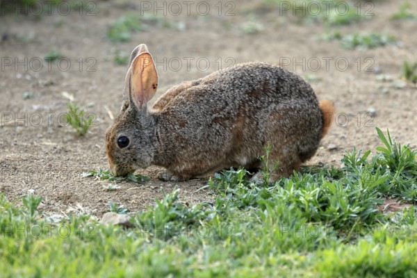 Bush hare (Lepus saxatilis), adult, feeding, foraging, alert, Montain Zebra National Park, Eastern Cape, South Africa