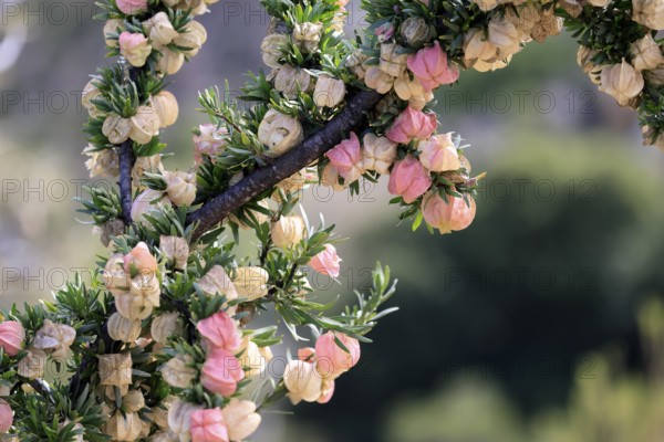 Chinese lantern tree (Nymania capensis), lantern flower, bush, flowering, flower, Karoo Desert Botanic Garden, Worcester, Western Cape, South Africa