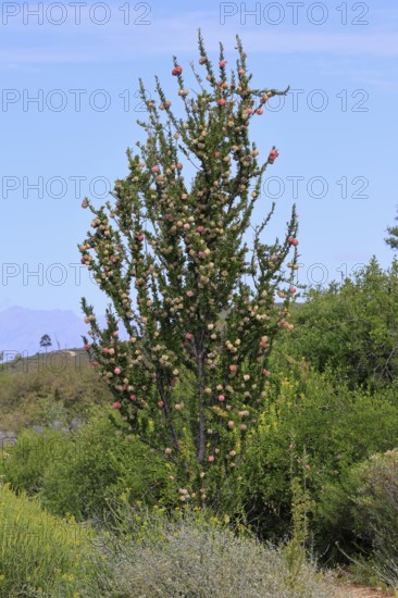 Chinese lantern tree (Nymania capensis), lantern flower, bush, flowering, flower, Karoo Desert Botanic Garden, Worcester, Western Cape, South Africa
