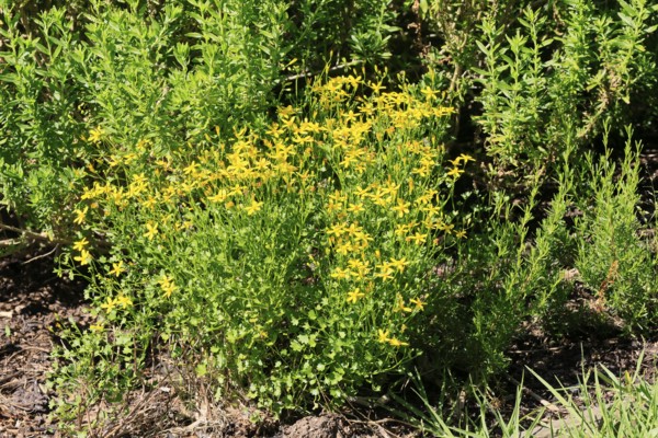 Cineraria saxifraga, flower, flowering, Kirstenbosch Botanical Gardens, Cape Town, South Africa
