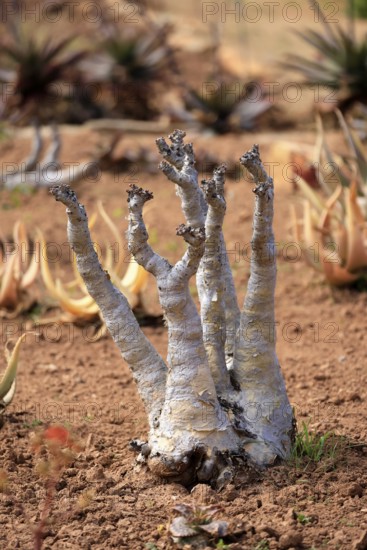 Cyphostemma juttae, plant, succulent, Karoo Desert Botanic Garden, Worcester, Western Cape, South Africa