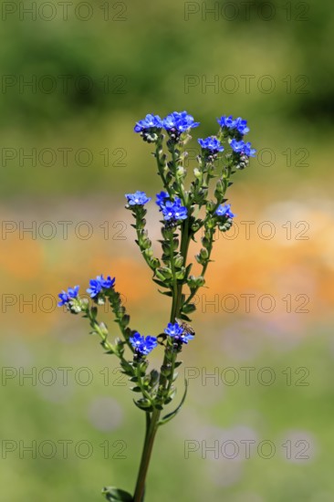 Anchusa capensis, Cape ox tongue, flower, flowering, Kirstenbosch Botanical Gardens, Cape Town, South Africa