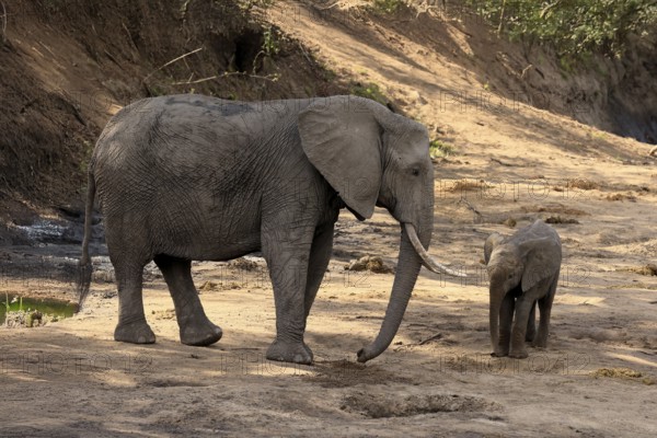 African elephant (Loxodonta africana), adult, juvenile, dried up riverbed, water search, Kruger, Kruger National Park, South Africa
