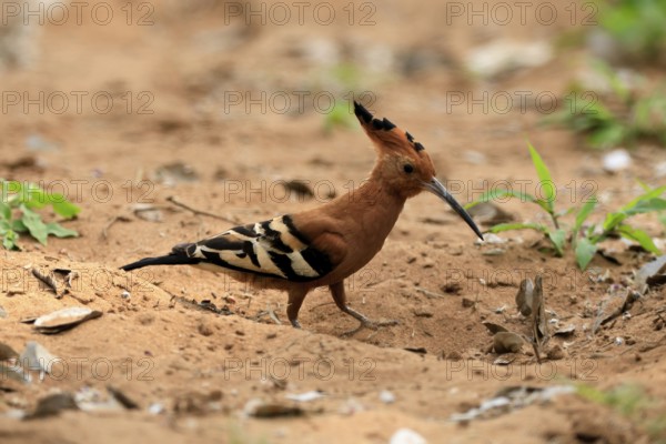 African hoopoe (Upupa africana), adult, alert, on the ground, foraging, Kruger, Kruger National Park, South Africa
