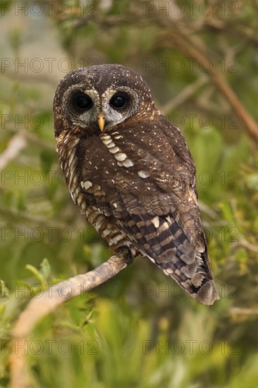 African Tawny Owl (Strix woodfordii), African Tawny Owl, African Bush Owl, African Tawny Owl, Woodford's Owl, Woodford's Owl, adult, perch, alert, Western Cape, South Africa, Africa
