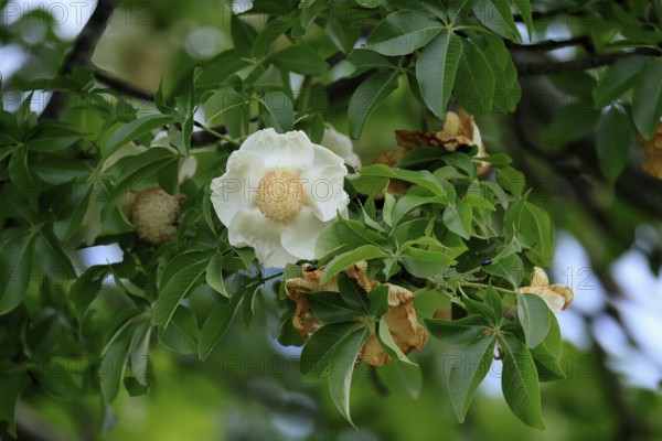 African baobab (Adansonia digitata), African baobab, flowers, flowering, foliage, Kruger, Kruger National Park, South Africa, Africa