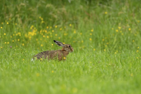 European hare (Lepus europaeus), Vulkaneifel, Rhineland-Palatinate, Germany