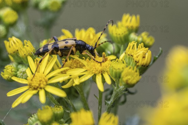 Spotted longhorn (Leptura maculata) on common ragwort (Senecio jacobaea), Emsland, Lower Saxony, Germany