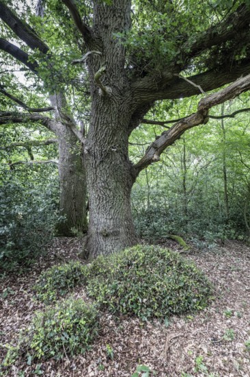 English oak (Quercus robur) in the Hutewald forest, Emsland, Lower Saxony, Germany