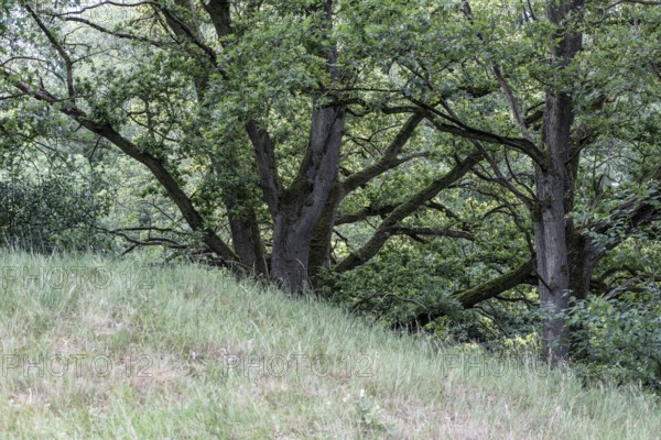 English oaks (Quercus robur) in the Hutewald forest, Emsland, Lower Saxony, Germany