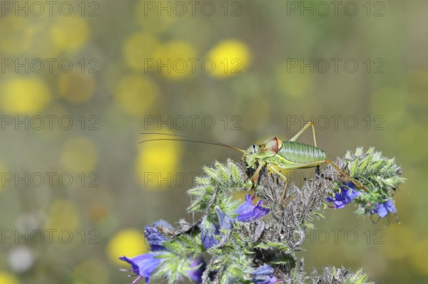 Steppe saddle grasshopper, steppe saddle grasshopper (Ephippiger ephippiger), male, on Viper's bugloss (Echium vulgare), with bokeh in the background, leafhoppers, long-fingered grasshoppers, Red List of Germany, specially protected species, critically endangered, Cochem, Moselle, Rhineland-Palatinate, Germany