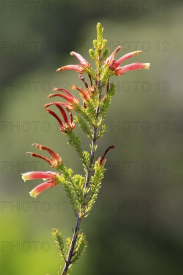 Erica glandulosa, flower, flowering, Kirstenbosch Botanical Gardens, Cape Town, South Africa