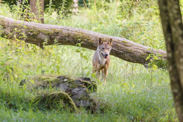 A gray wolf (Canis lupus lupus) stands in a clearing in a green meadow on a sunny day