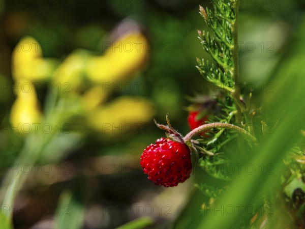 Wild strawberry (Fragaria vesca), Jenner, Berchtesgaden National Park, Schönau am Königssee, Berchtesgadener Land, Upper Bavaria, Bavaria, Germany